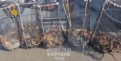 [통영] (문어)마릿수 폭팔 야간도 가능~중량급들 피딩 락피싱(3일 예약… 사진
