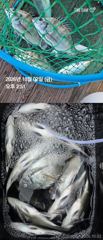 [거제] 거제 ( 어구 일성호 ) 감성돔 손맛 ! 전마선 조황 사진