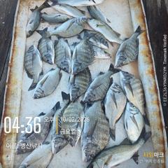 병산 감성돔4짜4짜4짜외 마리수 선상배흘림&선외기 흘림조황~~ 사진