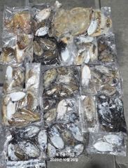[진해] <내만갈치>월,금,토 &<갑오징어>화,수,목 예약가능