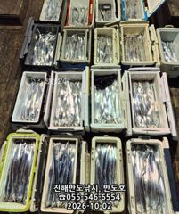 2일,내만갈치,담뱃갑 씨알에,엄청나게 나옵니다,오늘출항(금,일,월~예약가능) 사진