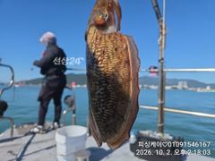 통통한 쭈갑! 토요일 야문 자리여유~~