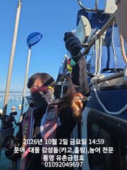 통영 금정호 오후 문어타임 초보단체팀도 재미나게 낚아냅니다 일요일 자리여유있습니다 사진