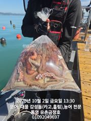 통영 금정호 문어낚시 엄청난 바람에도 묵직하게 가져갑니다 일요일 자리있습니다 사진