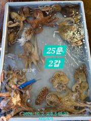[통영 선외기 태성레저]감성돔 흘림/문어25마리.무늬.갑/전어.전갱이.쥐치외 생활낚시(1.2)조황 사진