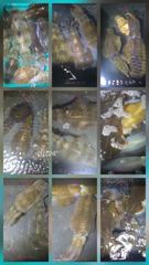 10/2 팁런조황 사진