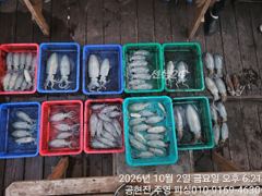 공현진 주영호 무늬팁런 조황 사진