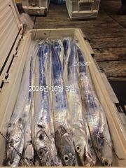 제주갈치는 제주답게~ 제주 구룡호(9DRAGON) 10월 2일 금요일 <<< 갈치 출조 >>> 사진