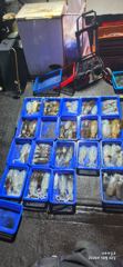 10월2일 무늬오징어 씨알좋은 놈들로 잡아왔습니다 사진