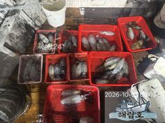 10월2일 무늬오징어 팁런조과입니다. 사진