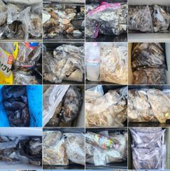 도깨비호 쭈, 갑 조황(10월 02일) 사진