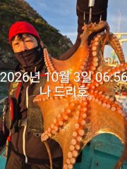 3일, 군산은 지금 ~싸이즈 좋은 덩치급 문어가~ 잘나오고 있어요~실시간~군산낚시프라자 나드리호 사진