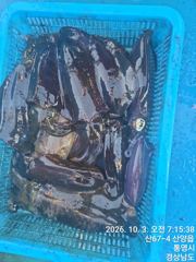 [통영] 뉴 해병호 무늬오징어 히트히트 예감 1항차자리여유 2항차 자리여… 사진