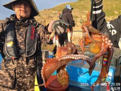 3일, 싸이즈 좋은 문어~부쩍커진 덩치급 문어들~실시간~군산낚시프라자 임마누엘호 사진