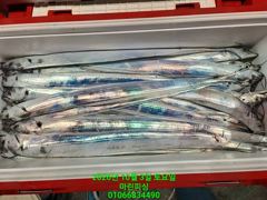 [여수 마린피싱] 요녀석 널기다렸다(가오리 아니고 갈치!!) 골고루섞였다.짜릿한 손맛도 보았어요!!010-6683-4490 사진