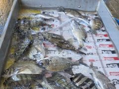 [통영] (풍화리)새풍화레저 뺀찌 & 살감시 대박 조황 외 사진