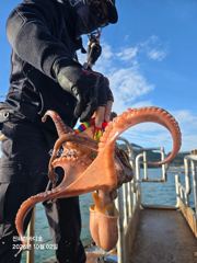 [진해] 묵직하게 올라오는 굵직굵직 돌문어 찐한 손맛~! 오전&오후 계속…
