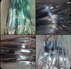 내만갈치)사이즈 승부~올만에 먼곳으로 갈치찾아 산말리~ 사진