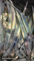 (갈치)주렁주렁 3지전후 大치 담고 또 담고~수달호(4일예약)