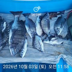 삼천포 내만권 감성돔 사진