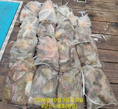 ★★ 10/3 {군산 대일피싱} 나래(킹덤)호 문어 조황입니다 사진