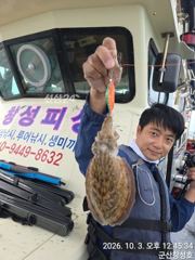 3일, 군산 갑오징어 확실한 조황~굿굿조황~군산낚시프라자 창성호 사진