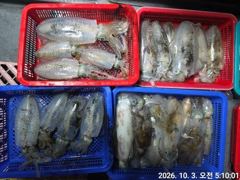 (무늬오징어)씨알 끝장 매일 먹물파티 대물터~고잉메리호(5일 예약) 사진