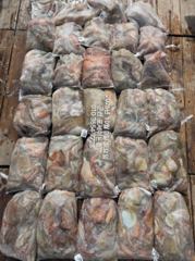 3일, 군산문어 싸이즈 확달라진 ~덩치급 문어들~ 굿굿조황~군산낚시프라자 포세이돈호 사진