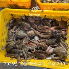 [사천] 유신호 포인트 문어 씨알 사진