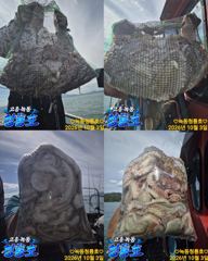 (고흥녹동)청룡호 3일 돌문어 대박조황!!!소식!! 사진