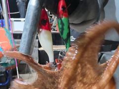[마산] 돌문어주,야간21수20수마릿수굿/내만갈치3지급쿨러만~당 사진