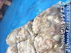 [군산아시아호] 문어 대박조황 10/3