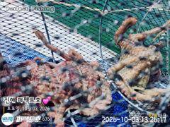 [진해] 10/3(토) 포인트마다 돌문어 쭉~욱 사진