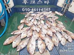 야미도후크스타호 10/3(토) 참돔 조황 사진