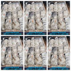 26시즌 10월 3일 군산 뉴 블루스타호 쭈꾸미 28일차 조금물때 마리수 기본 조황.