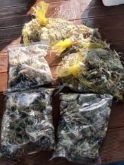 28분전 [군산] 26년10월3일 군산 퍼스트피싱 다온호ㆍ루미호ㆍ강프로호 쭈꾸미 마무리 조황! 사진