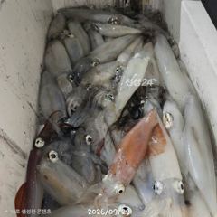 [진해] 급) 5일 월요일 텐빈.한치 출조~서둘러요.예약가능합니다 사진