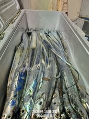 10월3일입항 대갈치 조황소식 입니다 사진