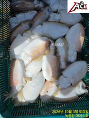 녹동항 갑오징어 조황 사진