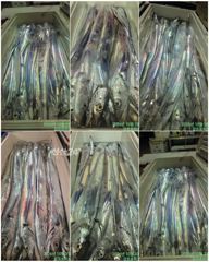 강프로피싱사이즈좋은거문도권조황 사진