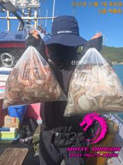토요일 새벽문어낚시 조황정보