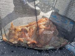 금일 사량도 문어 낼 빈자리 있습니다 사진