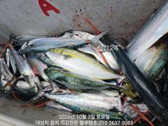 3일 토욜, 대삼치 캐스팅 전체 평가! 사진