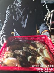 3일 갑오징어 오후반 조황 소식 입니다. 사진