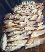 10.3 닉스2호 참돔타이라바 조황 사진