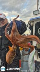 3일 오전 돌문어 조황 입니다 사진