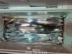 내만갈치 4일새벽 갈치 폭발적으로 나오고 월요일 예약가능합니다