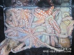 "돌문어" 1100g1000g외KKKK들 엄청나고 개인15수14수12수외 3자릿수 팍~팍~ 사진