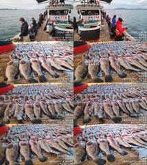 ♥붉바리조황 이정도는 잡아봐야지요대박 조황입니다[2026년10월04일] ◎ 해마루호가 뜨는이유? 조황때문이죠 ◎ 핵심포인트: 바로진입.. 바로히트.. ◎ 차원이 다른 조황으로 ... 사진