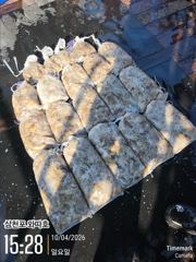 장원 250수 쭈꾸미 물때입니다 놀러오세요 사진